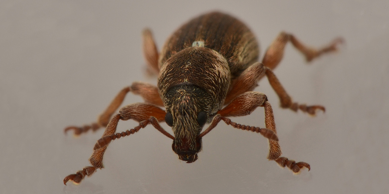 Curculionidae: Polydrusus marginatus?  S !